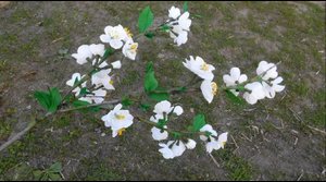 Цветы из гофрированной бумаги - цветущая веточка вишни, мастер-класс