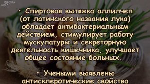 ЦЕЛЕБНЫЕ СВОЙСТВА РЕПЧАТОГО ЛУКА