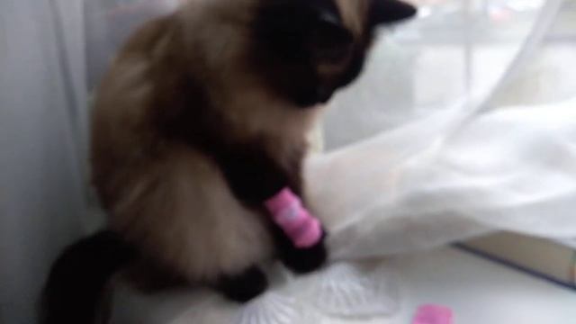 Носки для кошки:)МЕГА СФЕРА смотреть онлайн