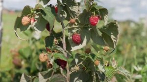 Сорт малины Поклон Казакову.  Ремонтантная малина Поклон Казакову, описание и особенности сорта.