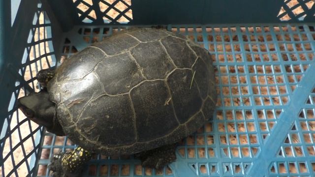 Нашли большую черепаху в лесу! Болотная европейская черепаха смотреть онлайн