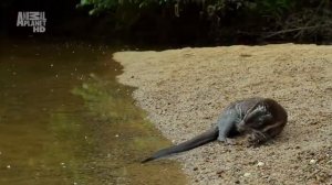 Какую скорость развивает обыкновенная щука (Esox lucius) при атаке во время броска ?