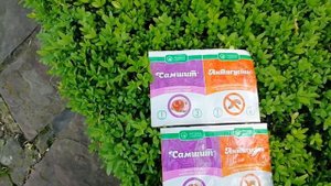 Гусеницы на самшите - самшитовая огневка.