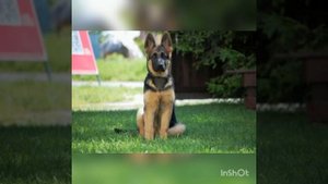 Чем кормить щенка немецкой овчарки?