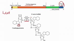 RNA processiong (eukaryotes).mp4