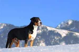 Каталог пород собак .Большой швейцарский зенненхунд, или гроссер Grosser, Greater Swiss Mountain Dog