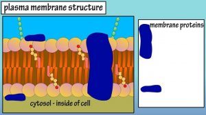 Cell Membrane Structure And Function - Function Of Plasma Membrane - What Is The Plasma Membrane