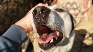 Привет от Бима