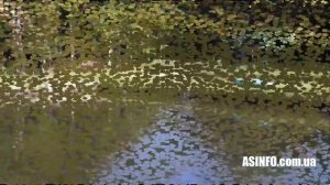 Форелевое хозяйство на Закарпатье. Карпатская форель