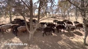 Гиссарские овцы и аборигенные САО Таджикистана Джамола из селения Сугдиён на пастбище в Шохамбари