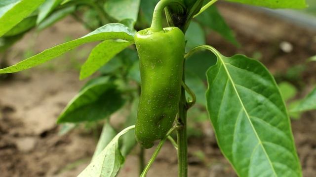 "Чудотворное" удобрение для огорода в августе смотреть онлайн