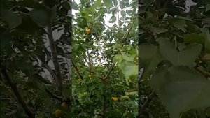 Абрикос Медовый Ранний / Apricot Honey Early