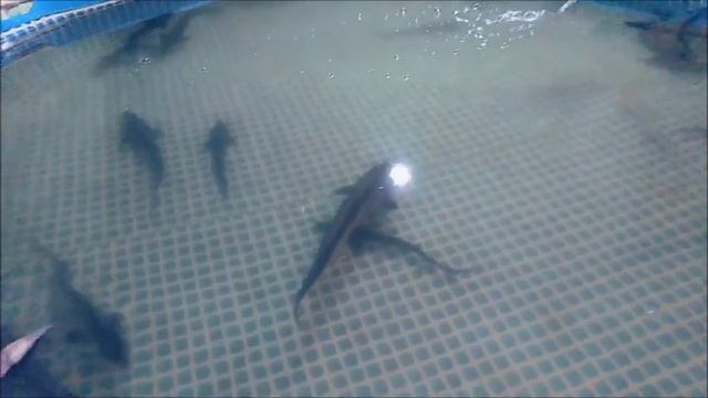 ПЕРВОЕ УЗВ В РОССИЙСКОЙ ИМПЕРИИ В 1880 ГОДУ !! смотреть онлайн