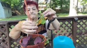 Укоренение Сциндапсуса в воде и посадка его в землю. Неприхотливая лиана.