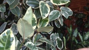 Фикус Тинеки для интерьера.