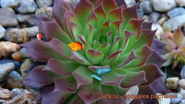 Молодило горное (sempervivum) ? горное молодило обзор: как сажать, рассада молодила смотреть онлайн