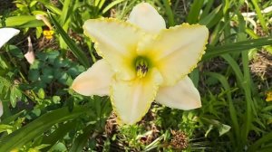 Лилейник Blizzard Bay Источник: http://raycvetov.zakupka.com/p/93714506-lileynik-blizzard-bay/