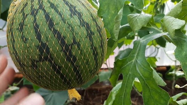 Как определить спелость арбуза. Отвечаю на вопрос зрителей. смотреть онлайн