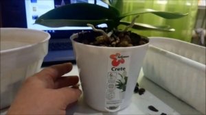 горшки с автополивом для орхидей...пересадка...