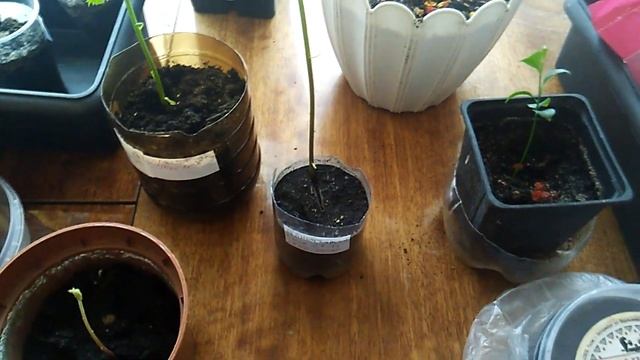 Орех маньчжурский - размножение семенами - стратификация и посадка орехов смотреть онлайн