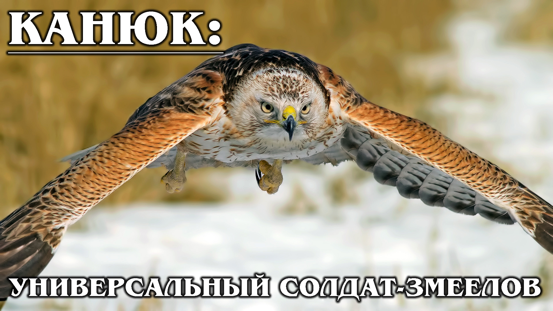 КРАСНОХВОСТЫЙ САРЫЧ: Универсальный пернатый хищник и ястреб-змеелов | Интересные факты про птиц