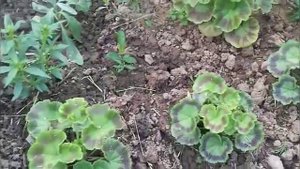 Женщина за 40. Какие цветы выращиваем на даче. Подмосковье