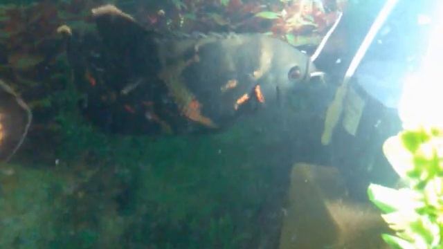 ящерица в аквариуме с астронотусами смотреть онлайн