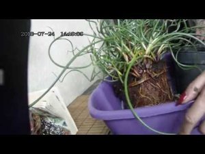 Цветы в моем доме. Комнатные растения. Джункус ситник 1ч.