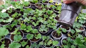 100%РЕЗУЛЬТАТ УКОРЕНЕНИЕ КОРОЛЕВСКОЙ ГЕРАНИ