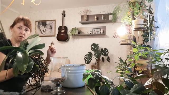 Простая пересадка Орхидей в домашних условиях. смотреть онлайн