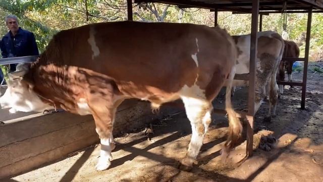 Уруктукка СЕМЕНТАЛ☎️ (0555) 047-734