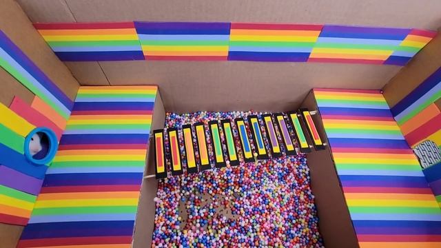 Hamster Pop It Maze|?Hamster Escapes the Pop It Maze for Pets in real life смотреть онлайн