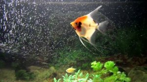 Красивый аквариум 80 литров