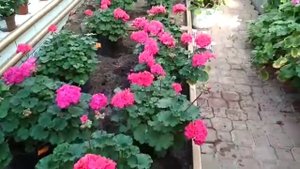 Цветущая пеларгония зональная