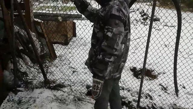 Вьетнамские вислобрюхие свиньи. Есть ли с них выгода?