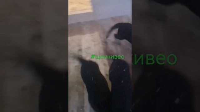 щенки ВЕО. Породные, костистые. только в ответственные руки. https://vk.com/id1665087 смотреть онлайн