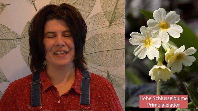 Pflanzentipp No11 für den tierfreundlichen Balkon Hohe Schlüsselblume (Primula elatior) смотреть онлайн