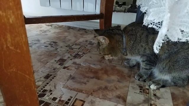 Кошка блюет 3.mp4