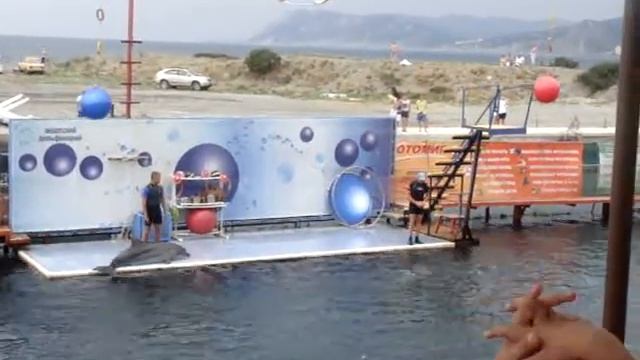 дельфины, дельфинарий, Большой Утриш смотреть онлайн