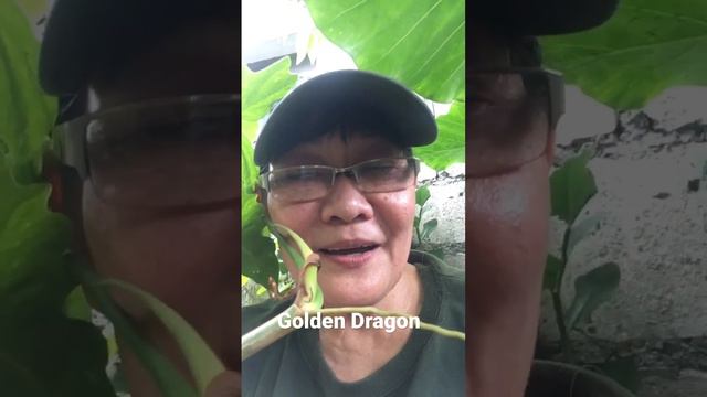 Golden Dragon                       oh my Philodendron