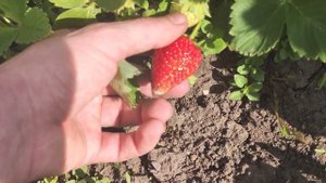 Ремонтантная клубника Сан Андреас (San Andreas) и Кабрилло (Cabrillo), урожай сразу после посадки!