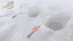 Мотыль будет максимально подвижным и стойким если положить это  в мотыльницу! Мотыль для рыбалки.