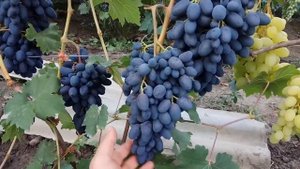 Виноград Атос (Grape Athos) 2020