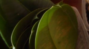 ЦВЕТЫ С МУСОРКИ///СПАСАЮ ЗАМИОКУЛЬКАС