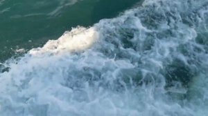 Камчатка. Морская прогулка на яхте. Крабы. Морская рыбалка. Нерпы и сивучи. Птичьи колонии.