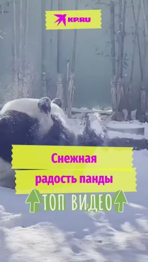 Снежная радость панды