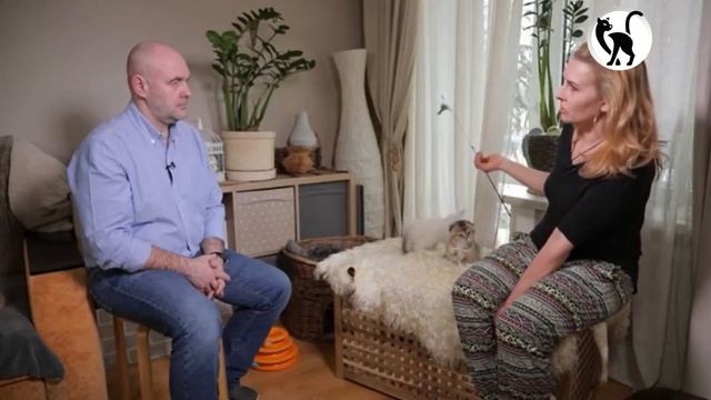 Скоттиш килт - непризнанная порода кошек. Знакомство с породой Скоттиш килт