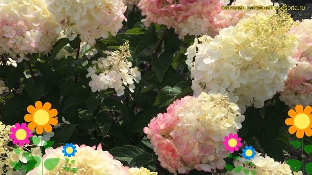 Гортензия метельчатая Пинки Промис. Краткий обзор hydrangea paniculata LIVING PINKY PROMISE смотреть онлайн