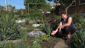 Тысячелистник войлочный Почвопокровные растения Полный обзор