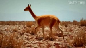 Материк Южная Америка: Самый удивительный континент Планеты Земля | Интересные факты о Южной Америк